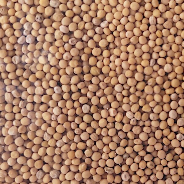 Gorczyca biała nasiona na poplon C/1 KWALIFIKOWANA 1kg - Granum