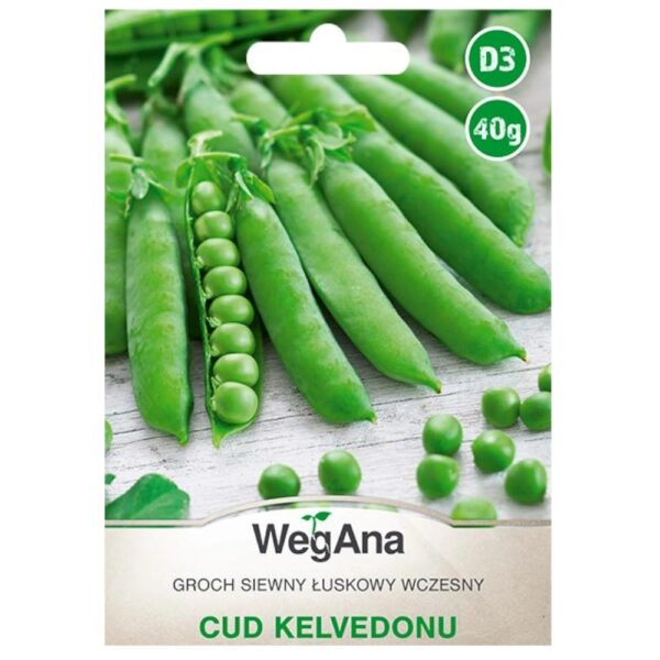 Groch siewny łuskowy Cud Kelvedonu nasiona 40g - WegAna