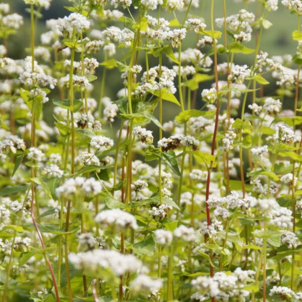 Gryka Zwyczajna EKO nasiona 100g