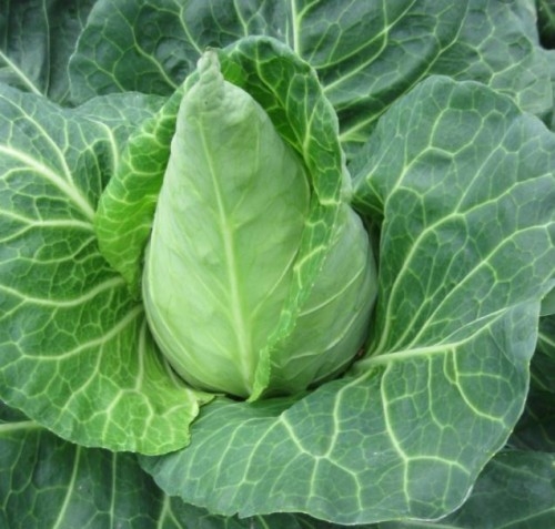 HAZERA Kapusta biała stożkowa REGENCY 2500 n premium