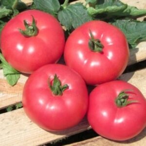 HAZERA Pomidor KWINTELLA 250 n