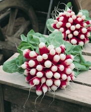 HAZERA Rzodkiewka EXPO 25 Tn 2.8-3.0 mm