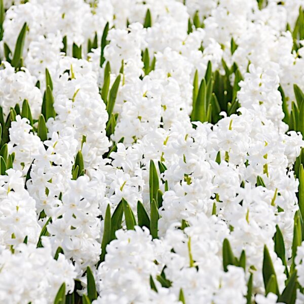 Hiacynt biały WHITE cebulki kwiatowe hiacynt&oacute;w 5szt.