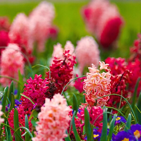 Hiacynt czerwony RED cebulki kwiatowe hiacynty 5szt.