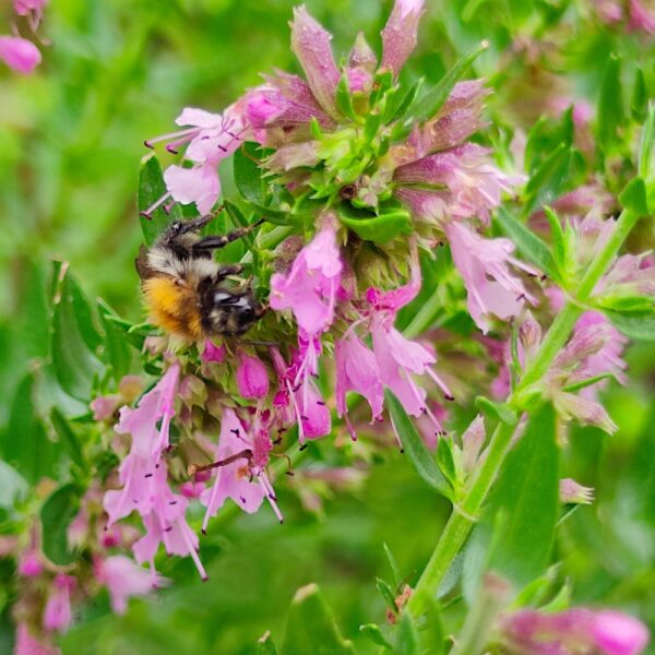 Hyzop lekarski nasiona 0