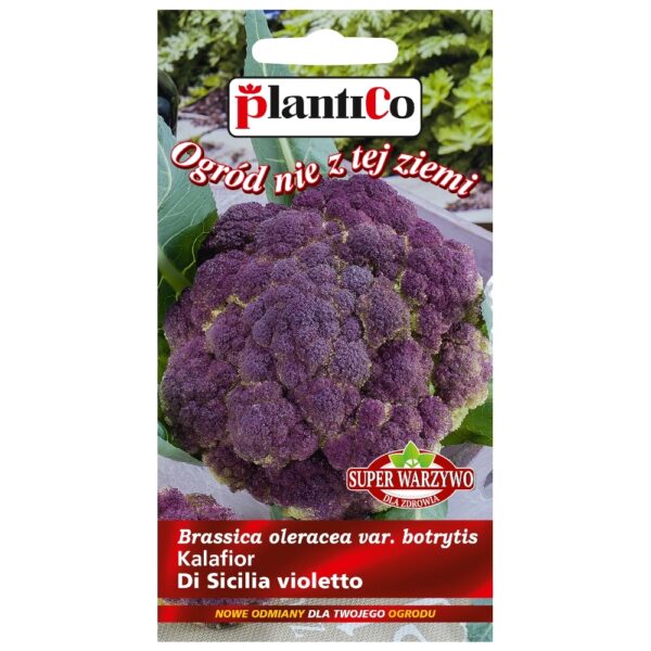 Kalafior Di Sicilia violetto nasiona 0