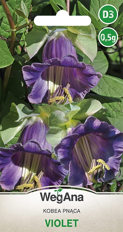 Kobea pnąca Violet nasiona 0