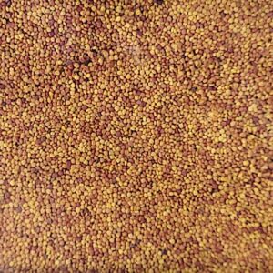 Koniczyna biała drobnolistna Abercrest mikrokoniczyna nasiona 500g