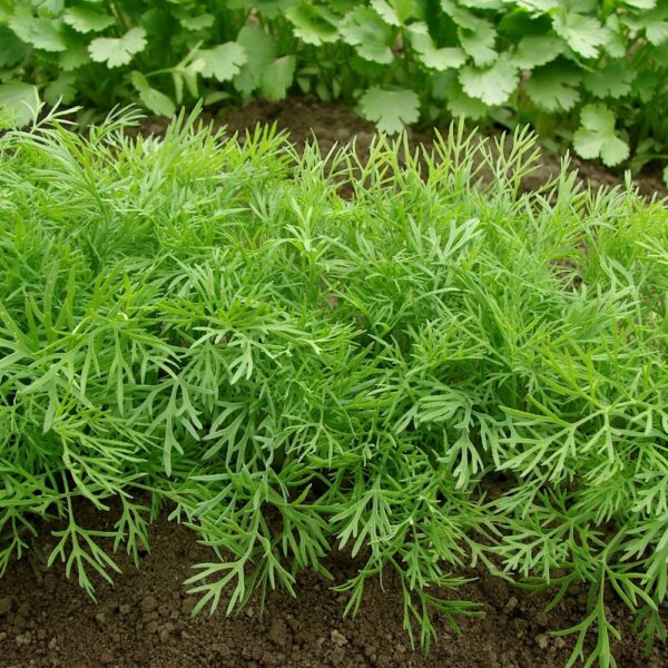 Koper Moravan nasiona 5g - Raj Ogrodnika