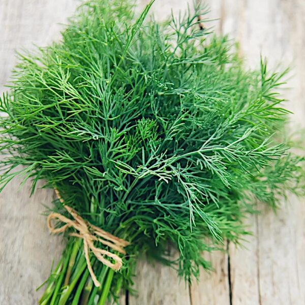Koper ogrodowy Ambrozja nasiona 500g - PlantiCo