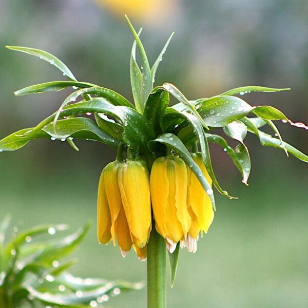 Korona Cesarska Lutea ż&oacute;łta Szachownica cebulka Fritillaria DUŻA CEBULA 1szt.