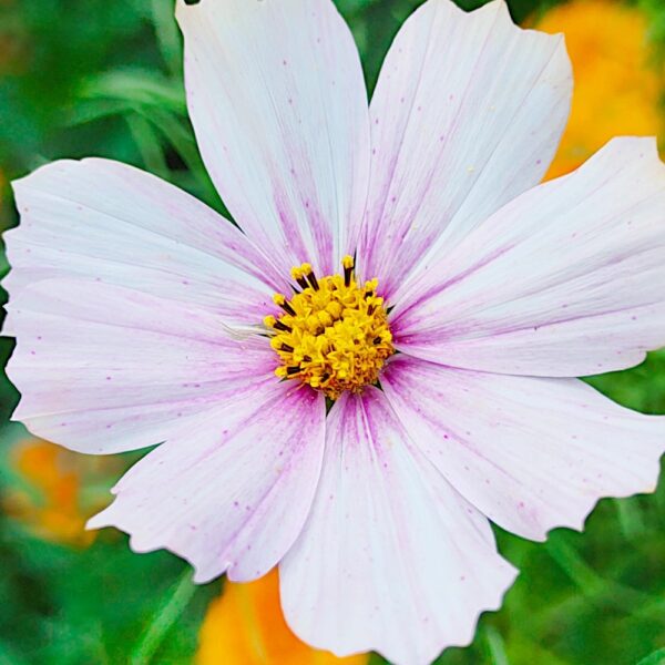 Kosmos Onętek Sensation mieszanka nasiona 1g - VILMORIN