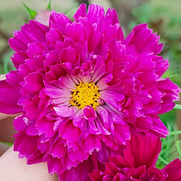 Kosmos pełny Double Click mieszanka nasiona 0