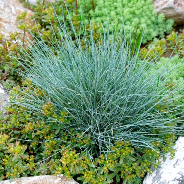 Kostrzewa sina nasiona 0