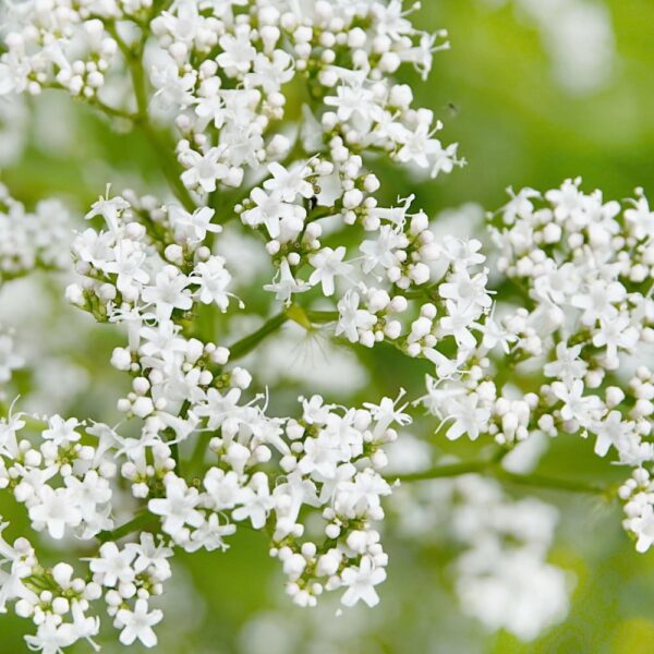 Kozłek lekarski nasiona 0