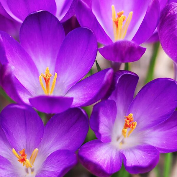 Krokus fioletowy cebulki 10 szt