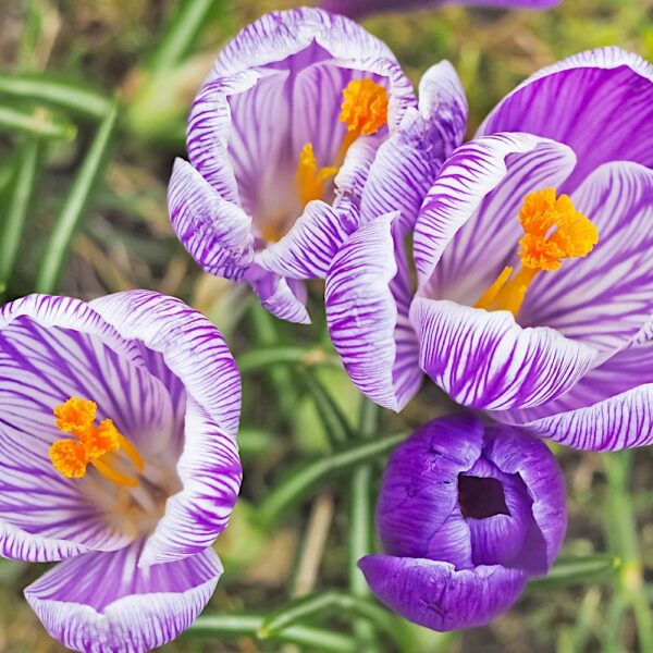 Krokus paskowany cebulki 10 szt.