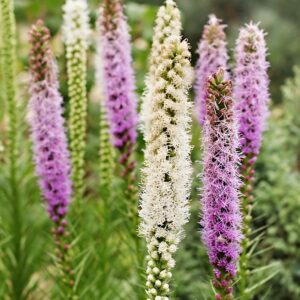 Liatra kłosowa mieszanka nasiona 0