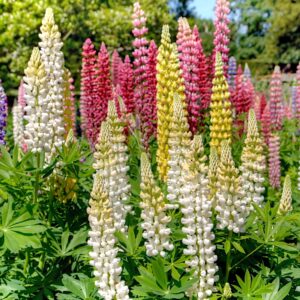 Łubin trwały mix 1g - TORAF