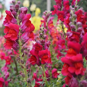 Lwia paszcza karminowa nasiona 0