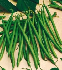 MONSANTO SEMINIS Fasola Paulista 5000n