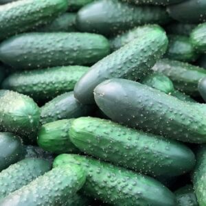 MONSANTO SEMINIS Ogórek NADUSHA 1000n