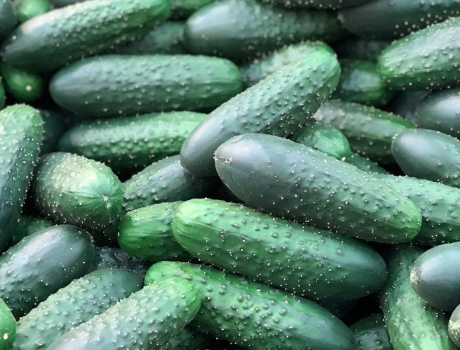 MONSANTO SEMINIS Og&oacute;rek NADUSHA 1000n