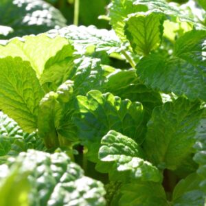 Melisa lekarska nasiona 0