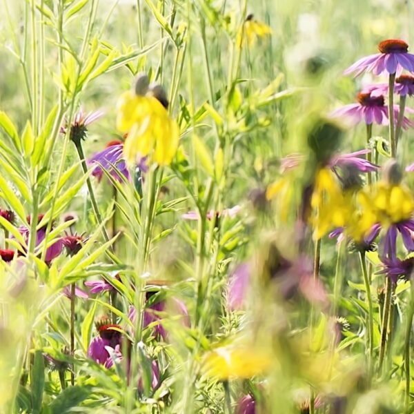 Mieszanka bylinowa Long Life Meadow nasiona 500g - TORAF