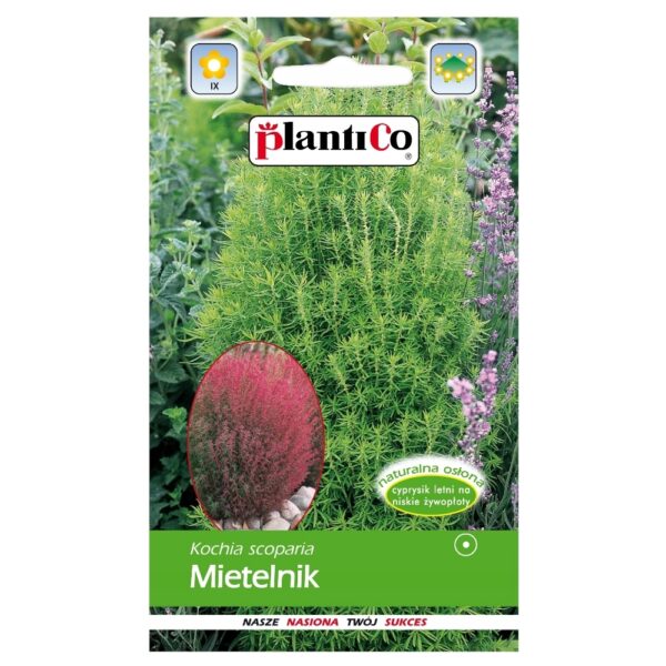 Mietelnik Kochia Cyprysik letni nasiona 2g - PlatiCo