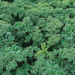 MoravoSeeds Jarmuż Kapral 2500n