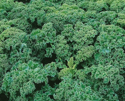 MoravoSeeds Jarmuż Kapral 2500n