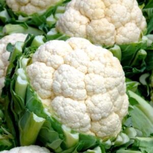 MoravoSeeds Kalafior Bora 2500n