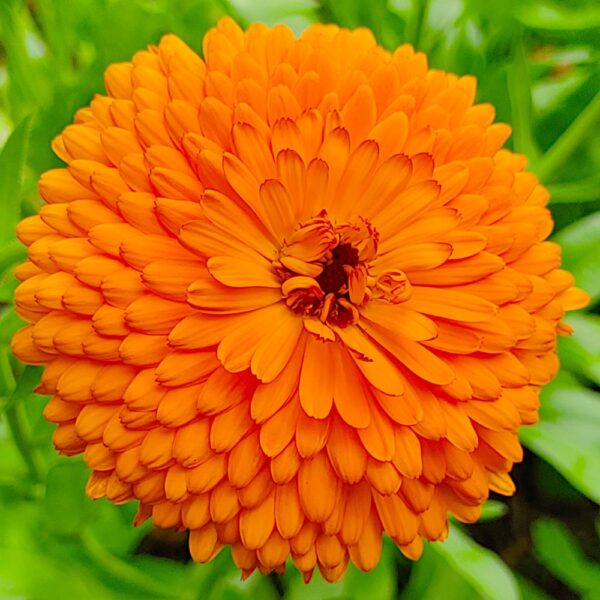 Nagietek lekarski Geisha Girl nasiona 1g - TORAF