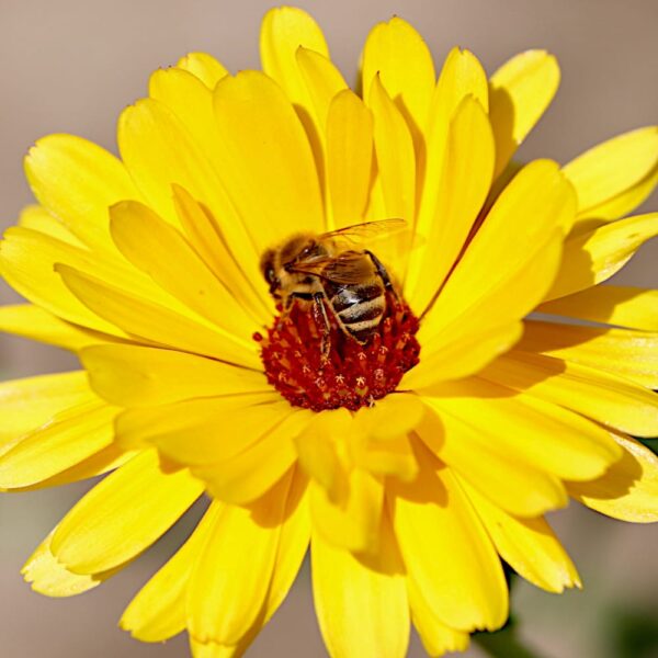 Nagietek lekarski nasiona 100g