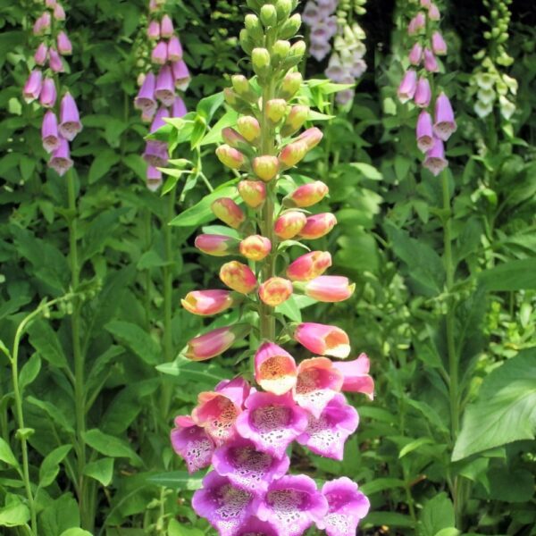 Naparstnica purpurowa Foxy nasiona 0