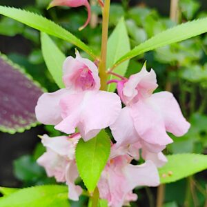 Niecierpek balsamina Irma nasiona 2g - POLAN