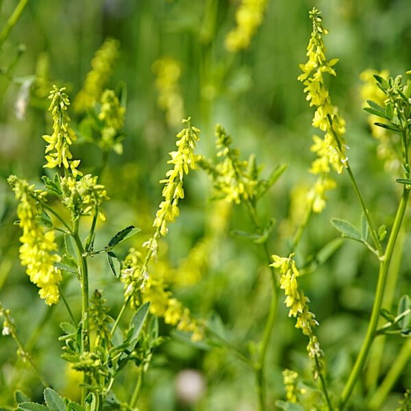 Nostrzyk Lekarski Ż&oacute;łty nasiona 100g