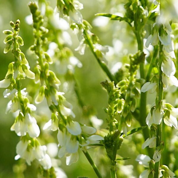 Nostrzyk biały roślina miododajna nasiona 100g