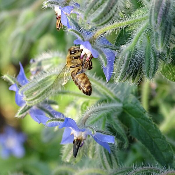 Og&oacute;recznik lekarski nasiona 100g