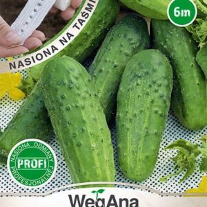 Ogórek konserwowy Corveta mieszaniec F1 nasiona na taśmie 6 m - WegAna