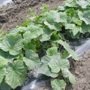 Ogrofol Folia czarna ściółkująca z otworami co 31cm (1.0x1000mbx0.03 UV1)