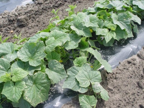 Ogrofol Folia czarna ści&oacute;łkująca z otworami co 31cm (1.0x1000mbx0.03 UV1)