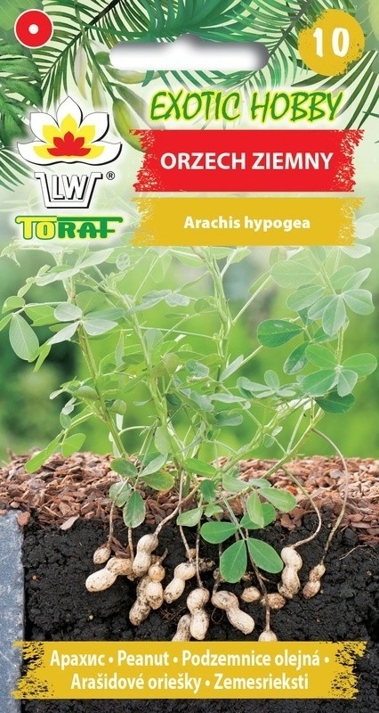 Orzech ziemny nasiona 5 szt. - TORAF