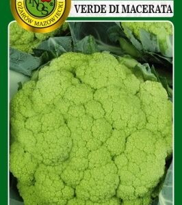 PNOS Kalafior Verde Di Macerata 0