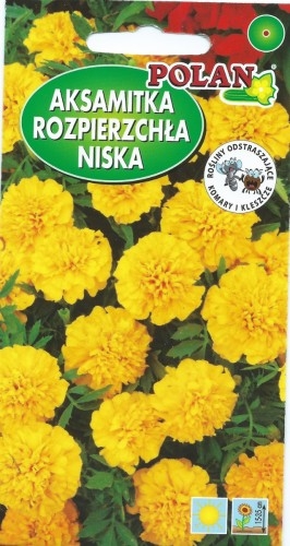 POLAN Aksamitka Rozpierzchła Niska Pełna Amulet Ż&oacute;łty 1g