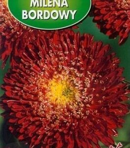 POLAN Aster Książęcy Milena Bordowa 1g