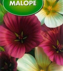 POLAN Malope Mieszanka 2g