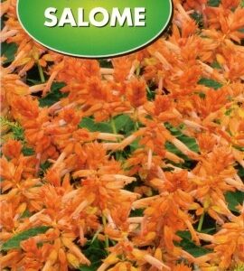 POLAN Szałwia Salome 0