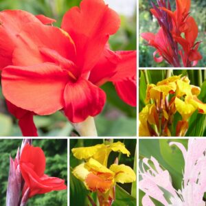 Paciorecznik Kanna Egzotyczny Ogród zestaw kłącza 5szt.